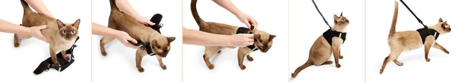 cat-harness-instructions.jpg