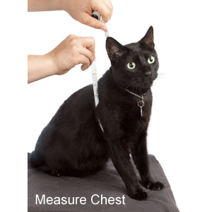 cat-harness-measure.gif cat-harness-measure.gif